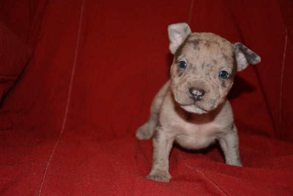 Merle Male 2 ($1000 SOLD)
