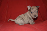 Merle Male 2 ($1000 SOLD)