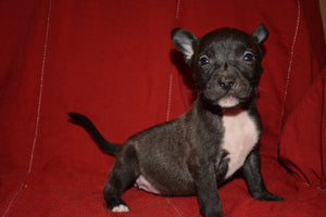 Black Brindle Female 1